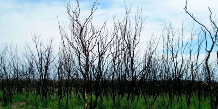 En los últimos 39 años se ha quemado la mayor parte del desierto del sudeste de Mendoza