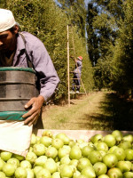 Piden declarar la emergencia de las economías regionales