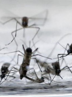 Confirmaron el primer caso de zika en Córdoba