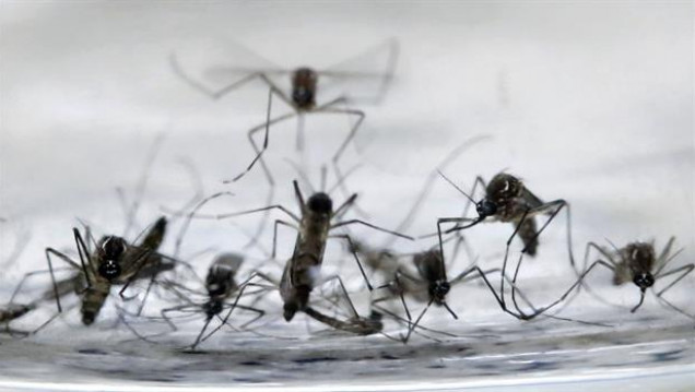 imagen Confirmaron el primer caso de zika en Córdoba