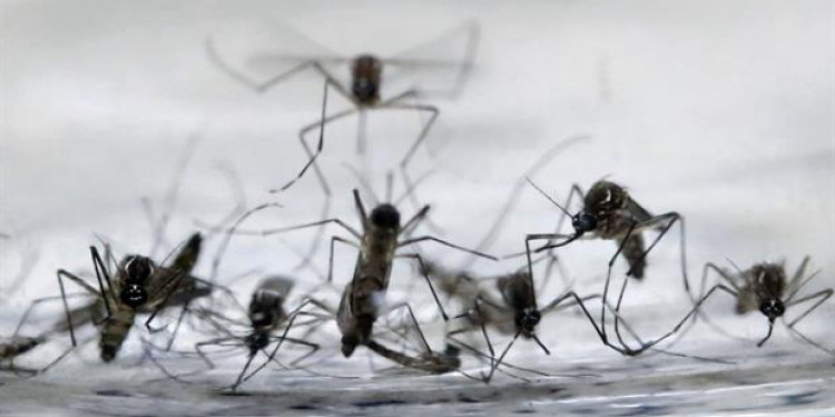 Confirmaron el primer caso de zika en Córdoba