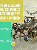 Conocemos El Campito Refugio, un albergue para perros abandonados