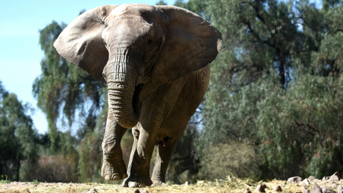 La elefanta Kenya podrá ser trasladada desde Mendoza hasta el santuario de Brasil