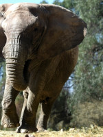 La elefanta Kenya podrá ser trasladada desde Mendoza hasta el santuario de Brasil