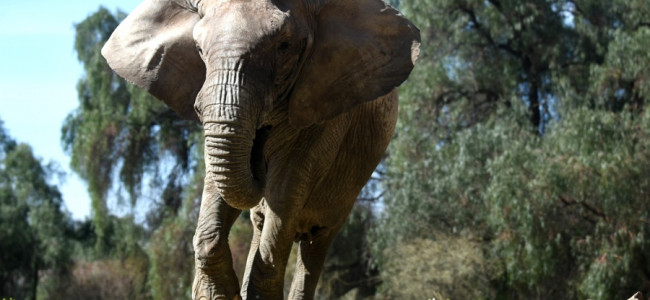 La elefanta Kenya podrá ser trasladada desde Mendoza hasta el santuario de Brasil