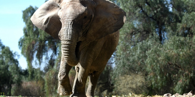 La elefanta Kenya podrá ser trasladada desde Mendoza hasta el santuario de Brasil