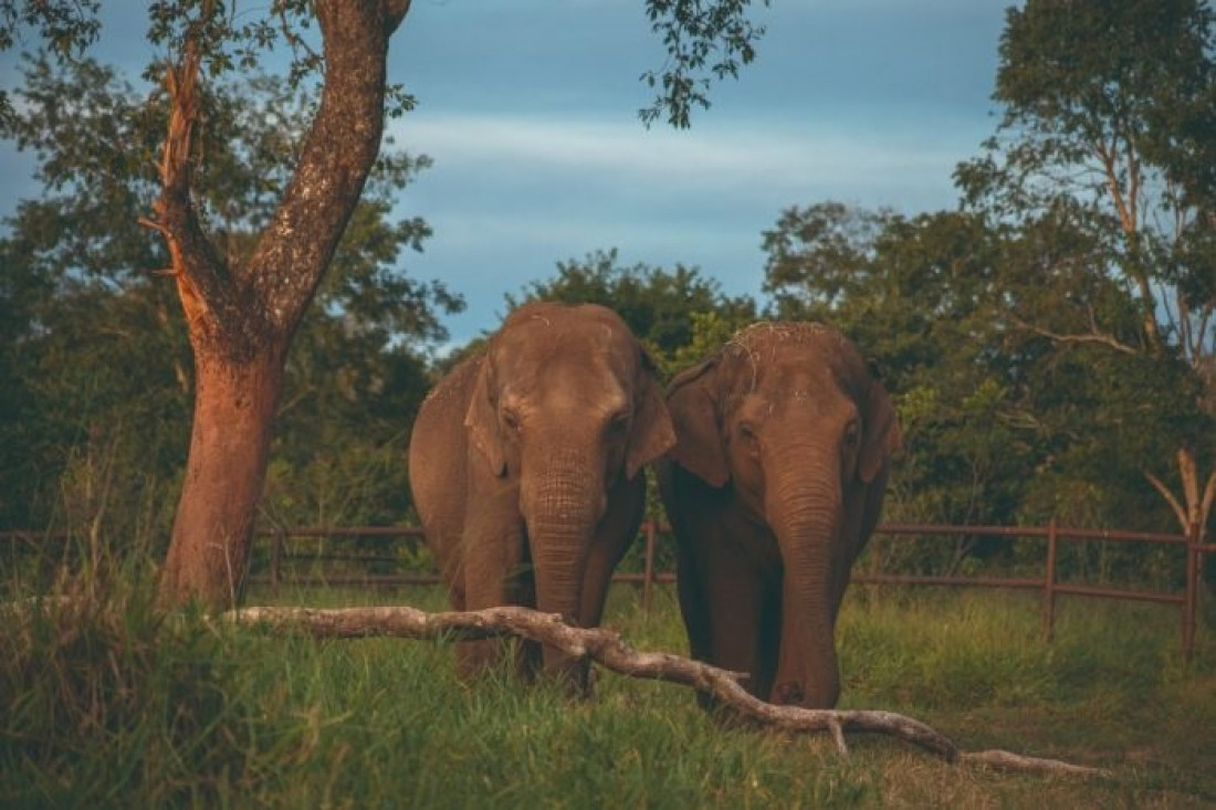 La nueva vida de las elefantas Pocha y Guillermina en Brasil