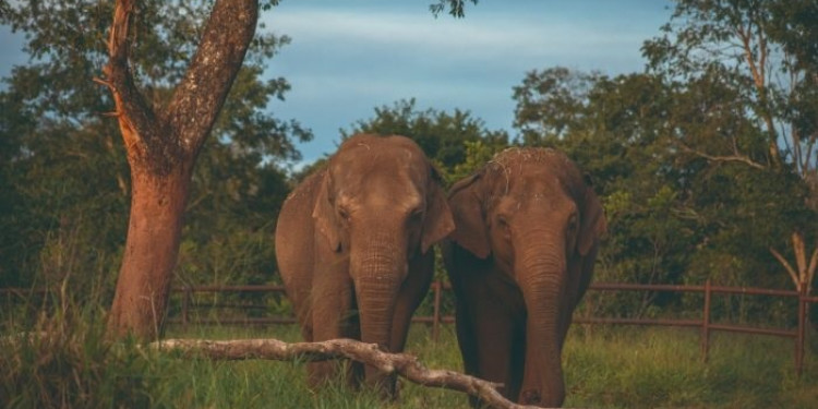 La nueva vida de las elefantas Pocha y Guillermina en Brasil