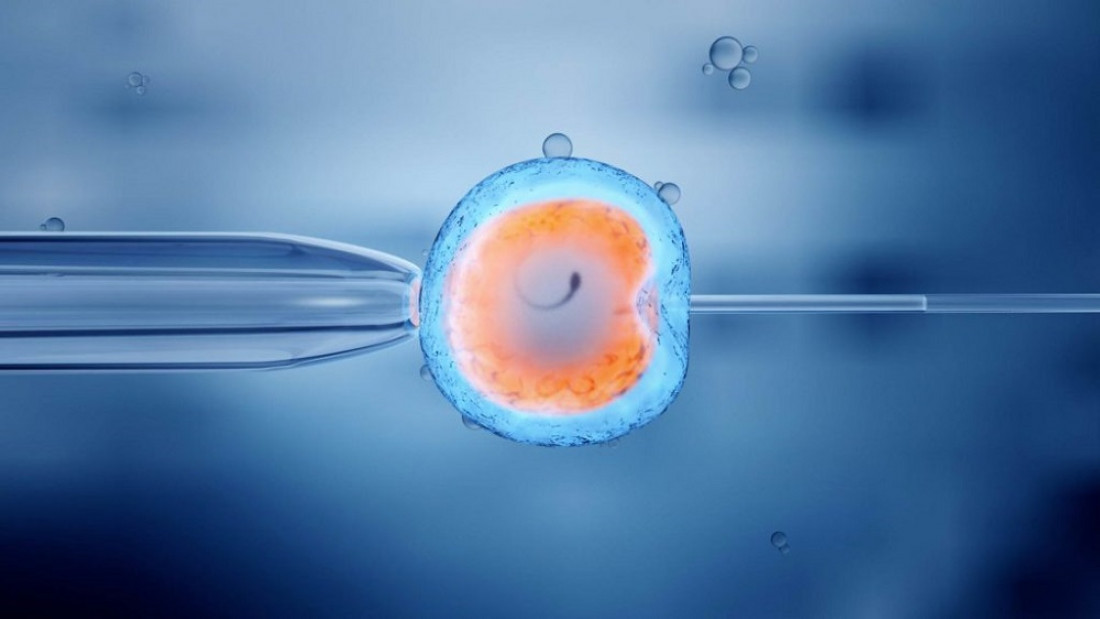 Advierten sobre un vacío legal en la gestación por sustitución y en embriones no implantados