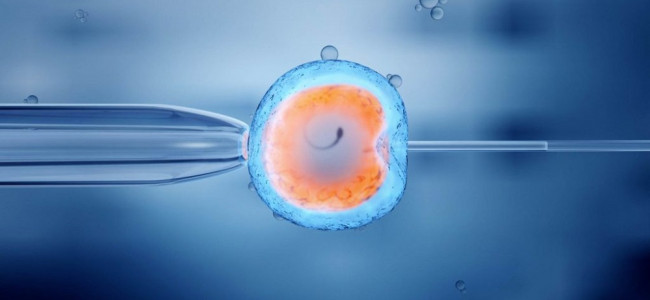 Advierten sobre un vacío legal en la gestación por sustitución y en embriones no implantados