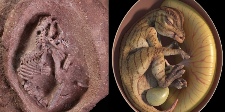 Maravilloso hallazgo en China: descubren embriones de dinosaurio en gran estado de conservación