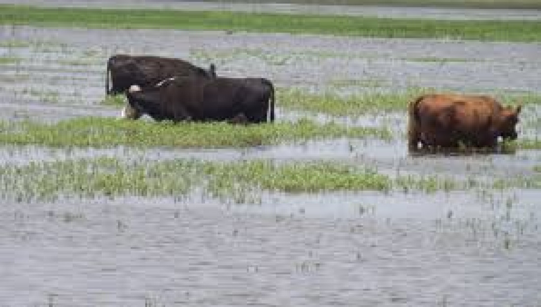 Impulsan ley para aumentar el presupuesto destinado a la emergencia agropecuaria