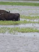 Impulsan ley para aumentar el presupuesto destinado a la emergencia agropecuaria