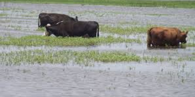 Impulsan ley para aumentar el presupuesto destinado a la emergencia agropecuaria
