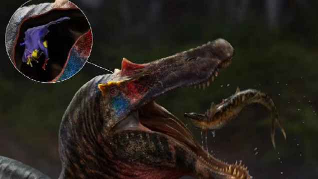 imagen Investigadores descubren cómo eran los cerebros de los espinosaurio más antiguos