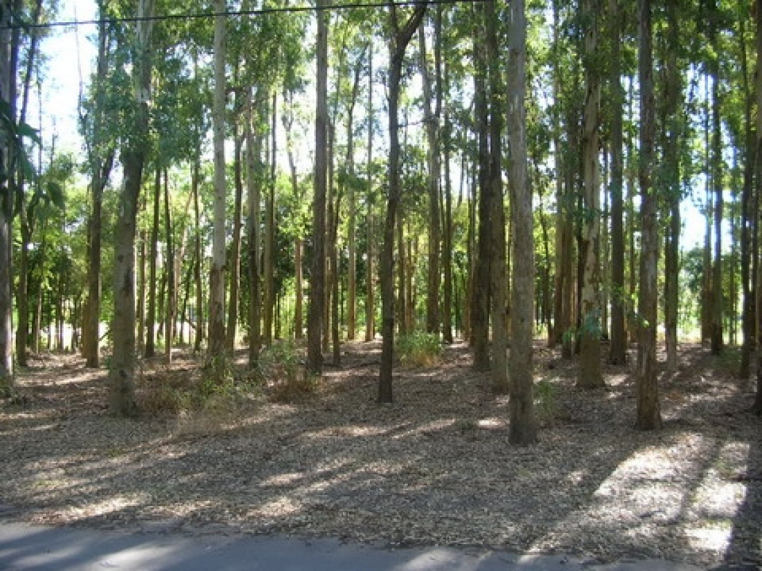 Vecinos/as se organizan en defensa de un bosque en Maipú