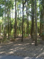 Vecinos/as se organizan en defensa de un bosque en Maipú
