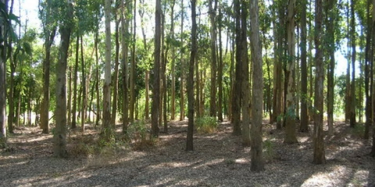 Vecinos/as se organizan en defensa de un bosque en Maipú