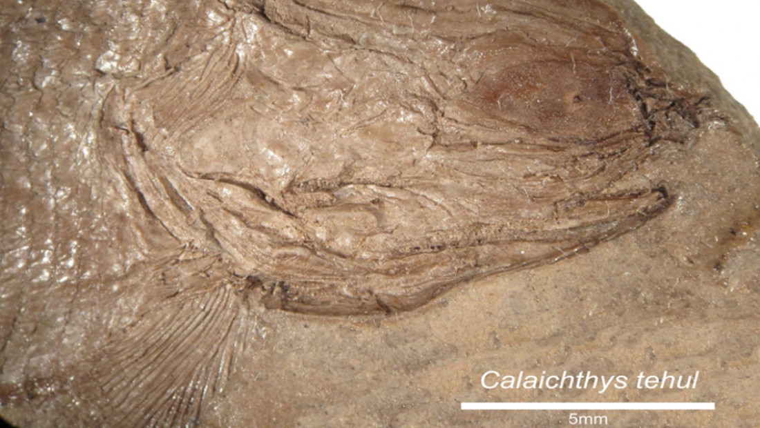 Hallaron restos fósiles de un pez de más de 240 millones de años en Potrerillos