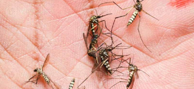 Exponencial suba de casos de dengue: récords históricos y alerta para los próximos meses