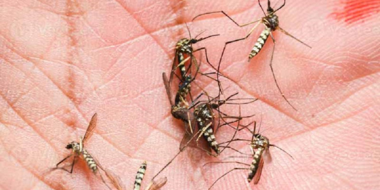 Exponencial suba de casos de dengue: récords históricos y alerta para los próximos meses