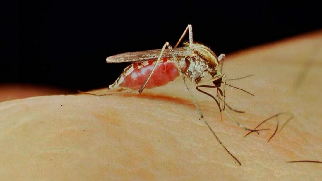 Cómo prevenir y controlar el mosquito transmisor del Dengue, Zika y Chikungunya