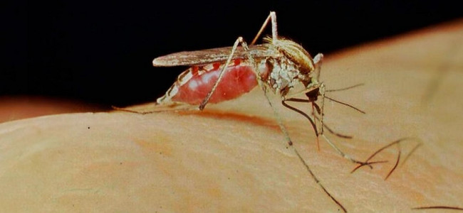 Cómo prevenir y controlar el mosquito transmisor del Dengue, Zika y Chikungunya