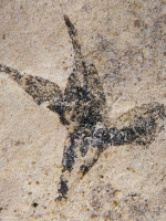 "Pequeña estrella del sur": hallan la flor más antigua de Argentina