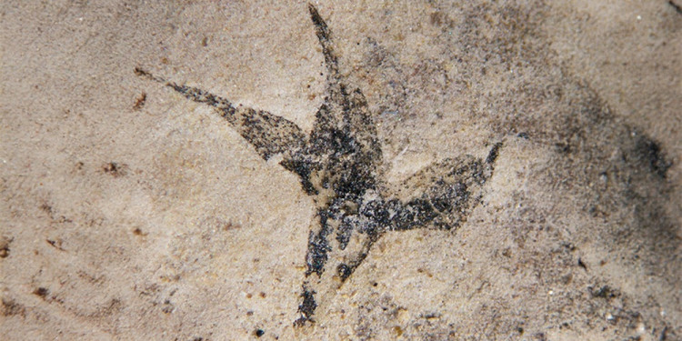 "Pequeña estrella del sur": hallan la flor más antigua de Argentina