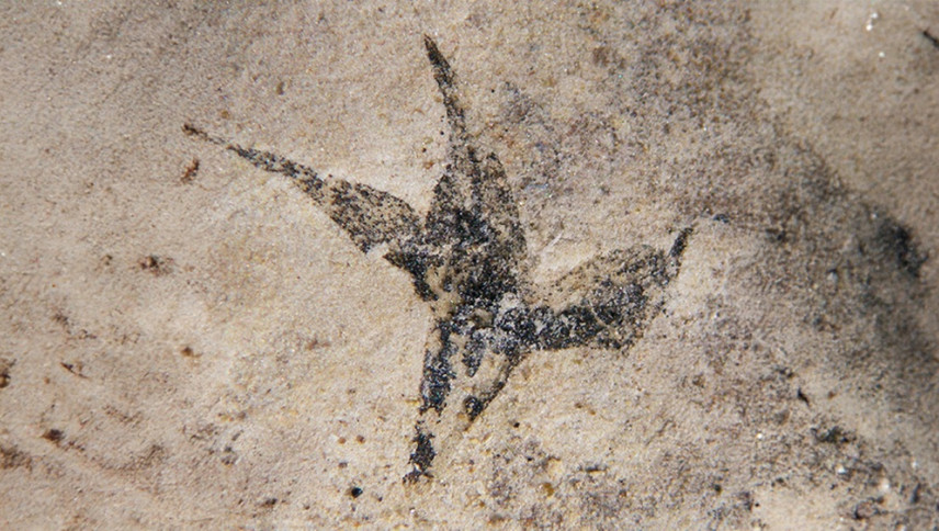 imagen que ilustra noticia “Pequeña estrella del sur”: hallan la flor más antigua de Argentina