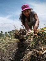 ¿Transicionar a qué? Las trampas que esconde el horizonte sostenible de la agroecología 