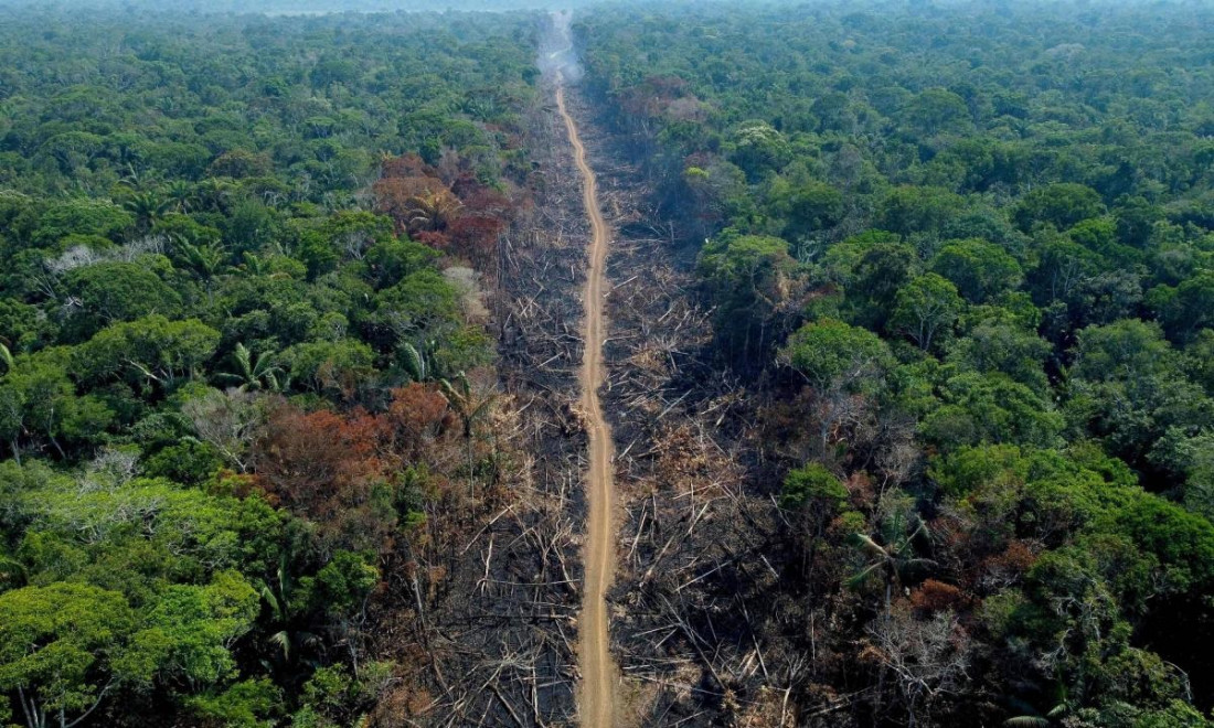 La Tierra perdió áreas de selva equivalentes a una cancha de fútbol cada 5 segundos