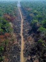 La Tierra perdió áreas de selva equivalentes a una cancha de fútbol cada 5 segundos