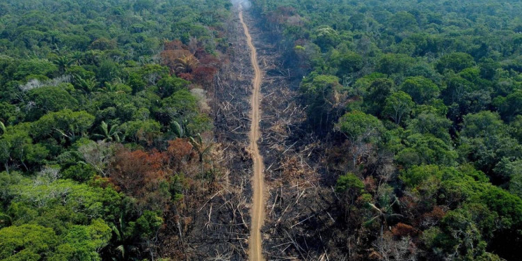La Tierra perdió áreas de selva equivalentes a una cancha de fútbol cada 5 segundos