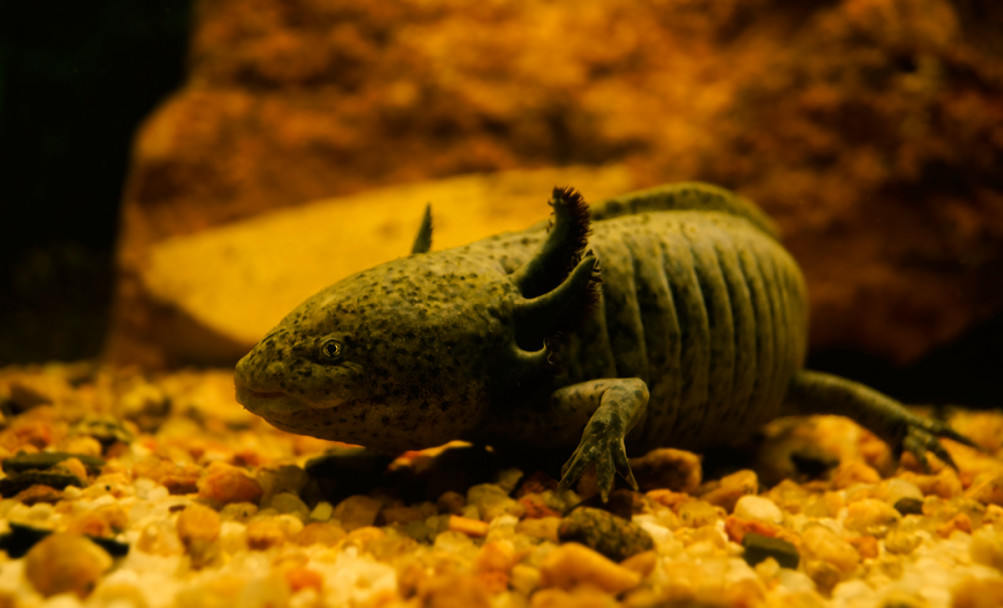 imagen El acuario de Mendoza es el más antiguo del país 