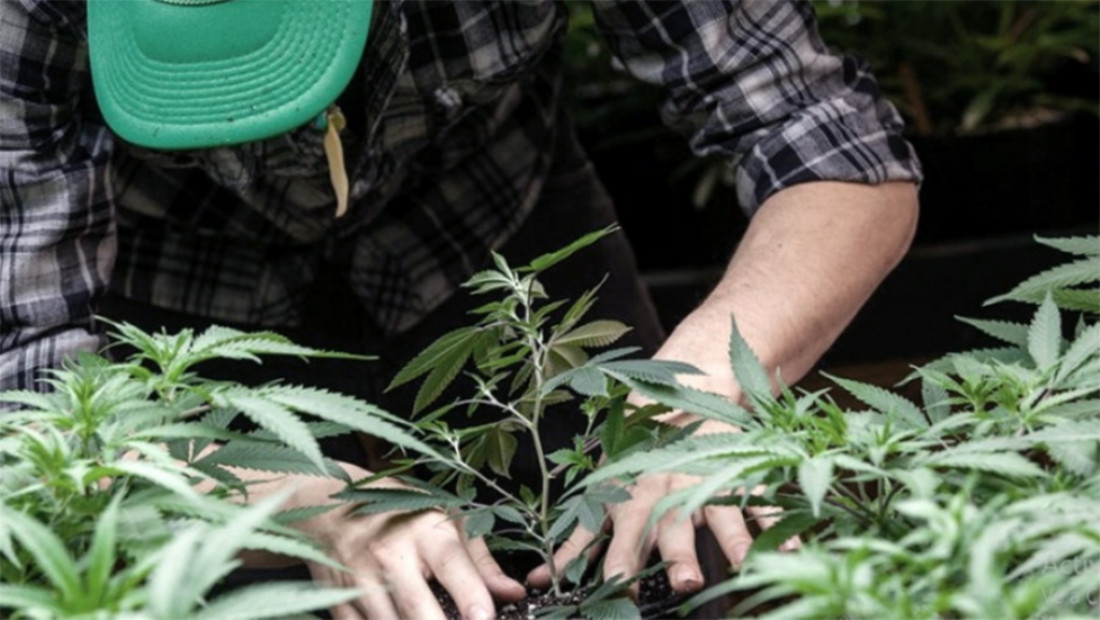 Cannabis: aseguran que Argentina tiene la capacidad de avanzar en su industrialización