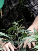 Cannabis: aseguran que Argentina tiene la capacidad de avanzar en su industrialización