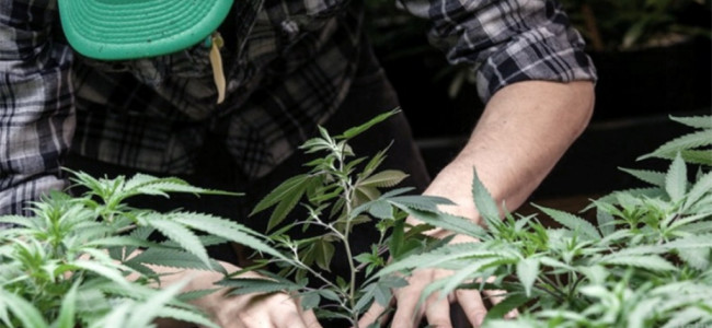 Cannabis: aseguran que Argentina tiene la capacidad de avanzar en su industrialización