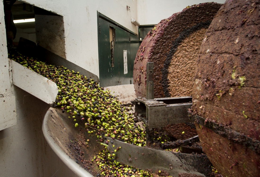Agrarias duplicó su producción de aceite de oliva en un año