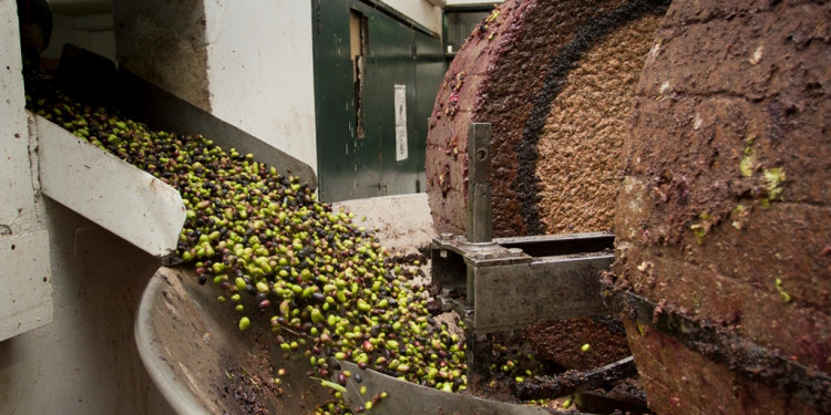 Agrarias duplicó su producción de aceite de oliva en un año 
