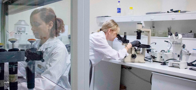 Parkinson: un equipo del Conicet apuesta a una terapia de origen biológico
