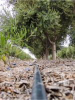 Cómo ha sido el reordenamiento ecológico y territorial del olivo en Cuyo