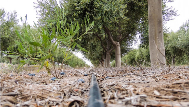 imagen Cómo ha sido el reordenamiento ecológico y territorial del olivo en Cuyo