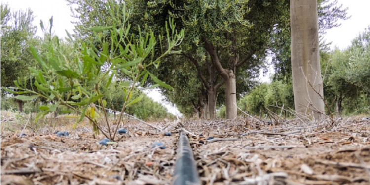 Cómo ha sido el reordenamiento ecológico y territorial del olivo en Cuyo