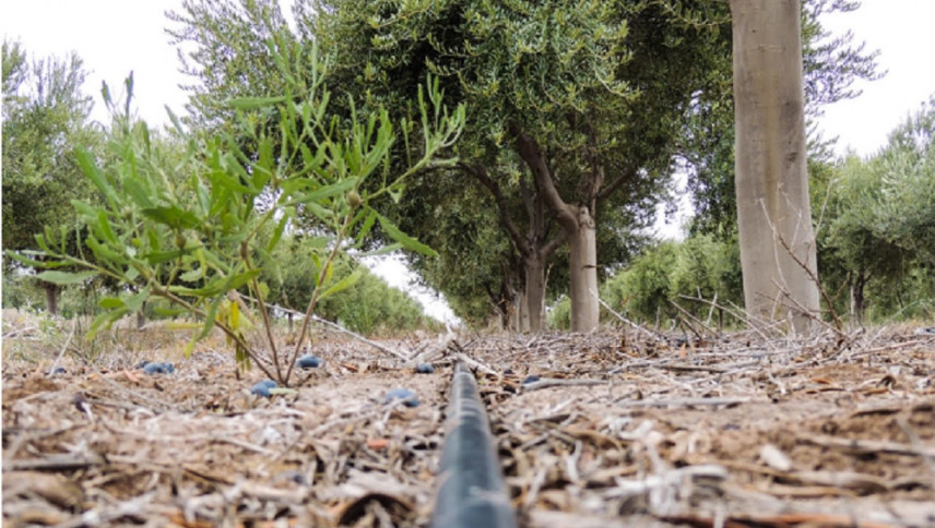 imagen que ilustra noticia Cómo ha sido el reordenamiento ecológico y territorial del olivo en Cuyo
