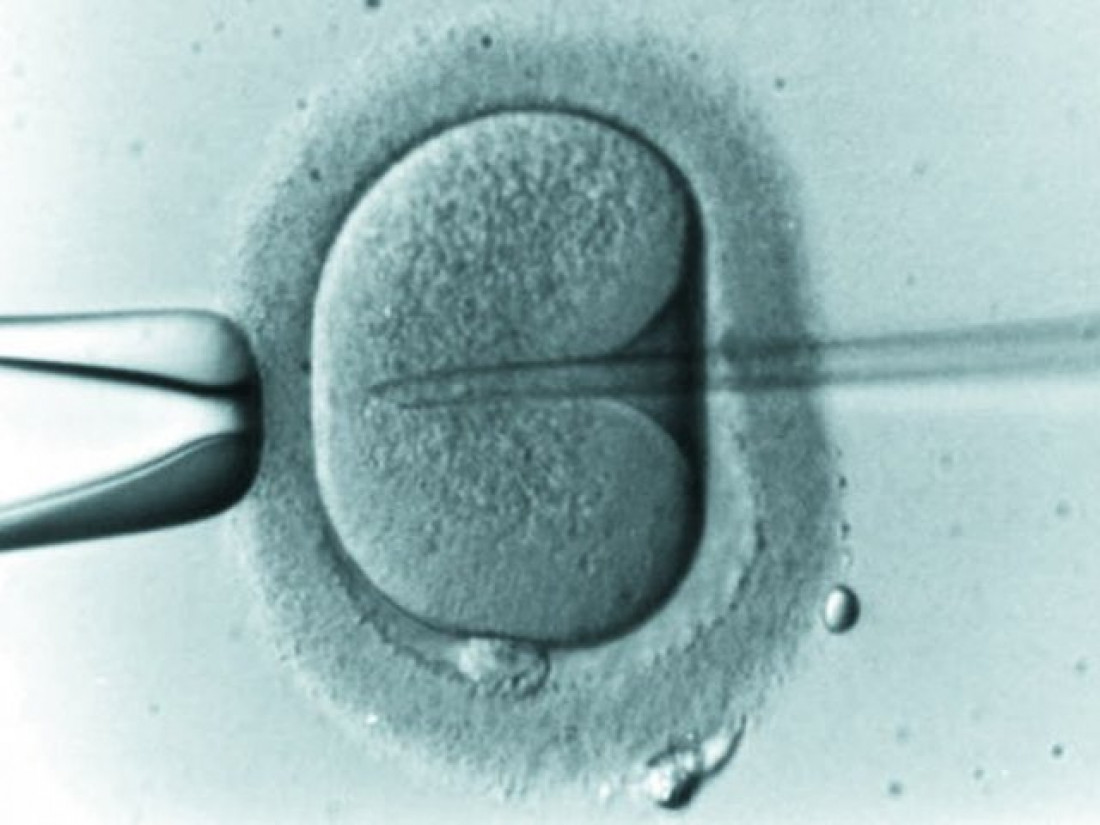 El Senado busca debatir el proyecto sobre fertilización asistida
