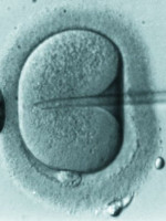 El Senado busca debatir el proyecto sobre fertilización asistida