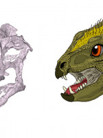 Así luciría el cráneo de un pequeño dinosaurio patagónico