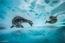 imagen “Gimnasio acuático” . Antártida. Una foca de Weddell y su cría. Categoría: Comportamiento, mamíferos, ©Laurent Ballesta – Wildlife Photographer of the Year