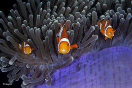 imagen “Los infiltrados”. Estrecho de Lembeh, Sulawesi Septentrional, Indonesia. Tres peces payaso con un parásito en sus bocas. Categoría: Bajo el agua, ©Qing Lin – Wildlife Photographer of the Year